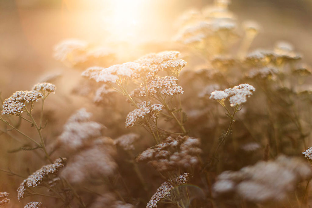 1462-daily-bible-verse