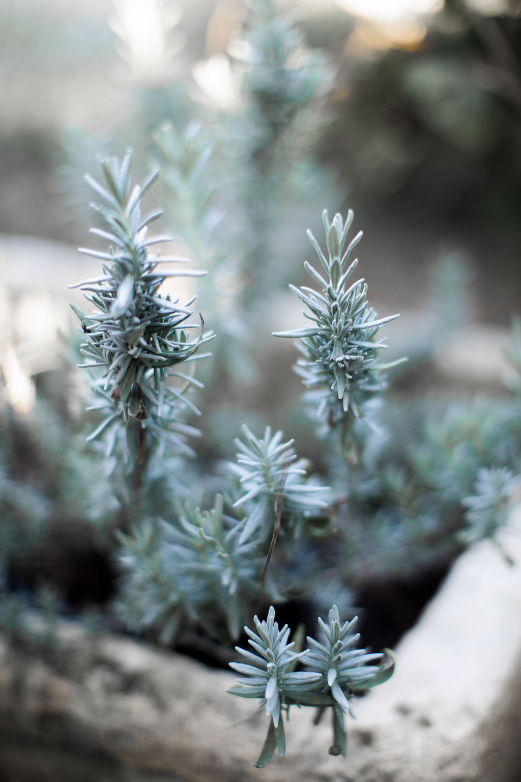 1475-daily-bible-verse