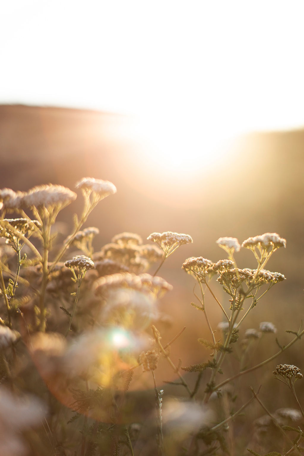 1517-daily-bible-verse