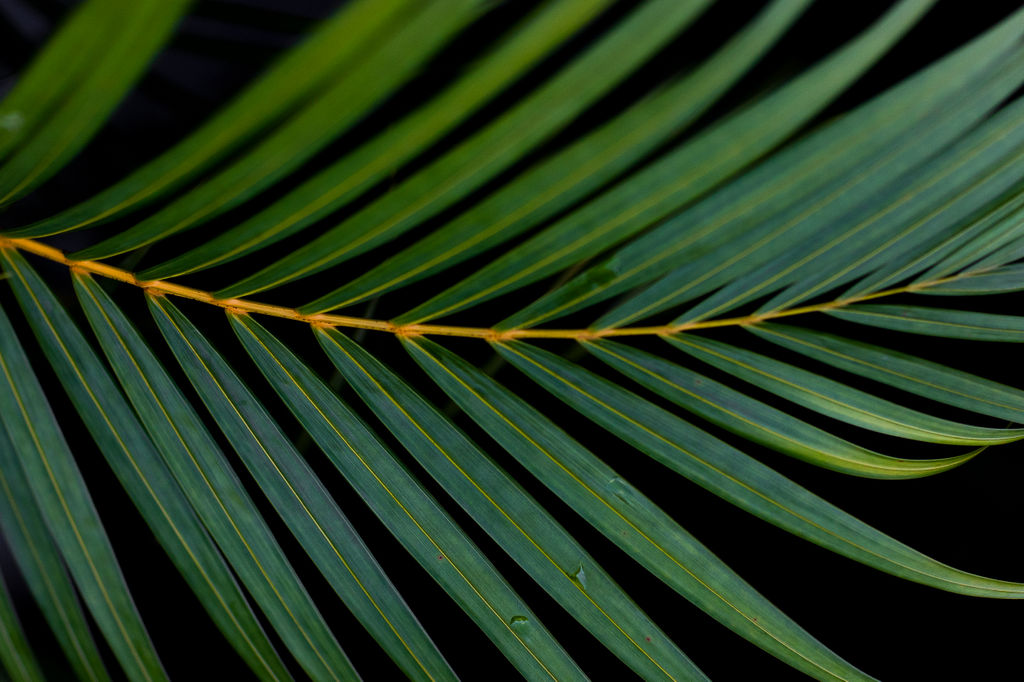 1518-daily-bible-verse